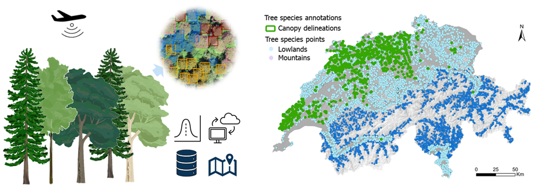 Illustration of the detection of tree species in forests using aerial images