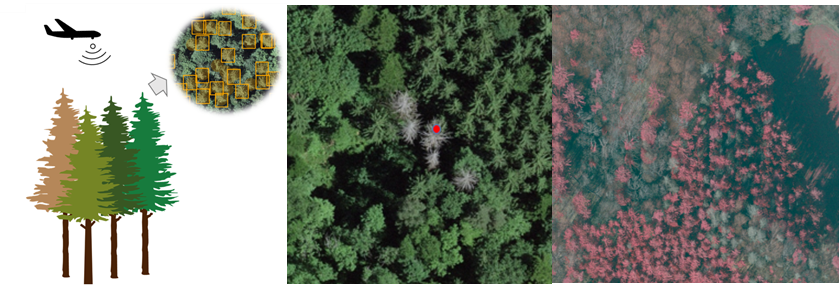 Enlarged view: Aerial view of spruce forest
