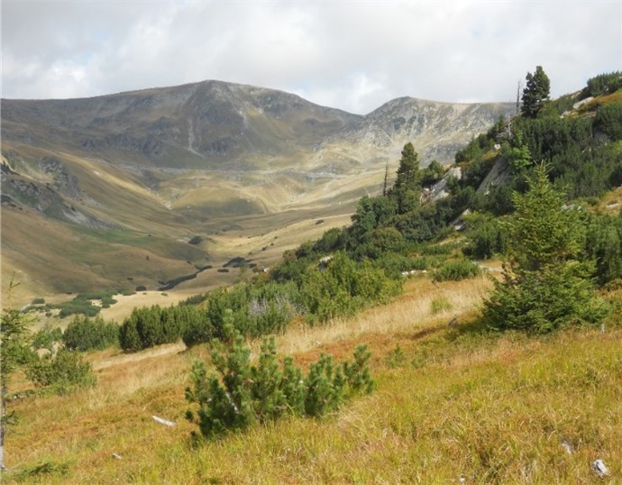 Enlarged view: Pinus cembra