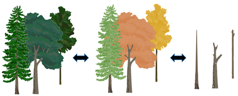 Enlarged view:  Illustration of tree species vitality decline and mortality.