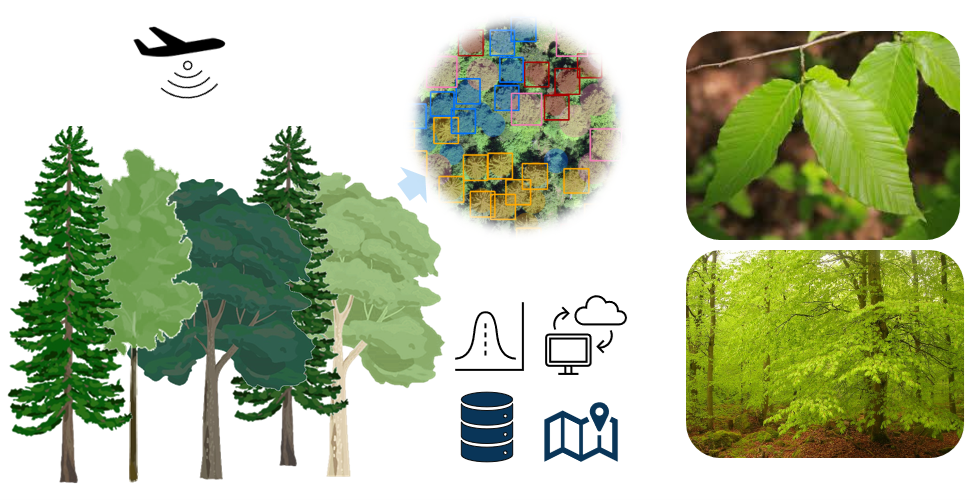 Illustration on assessing spruce density using aerial images and deep learning.