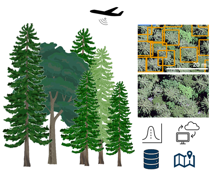 Illustration of the detection of tree density using aerial images