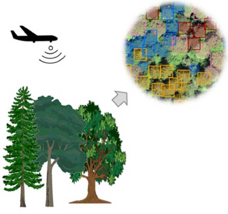 Enlarged view: Illustration of tree species detection using RGB aerial images