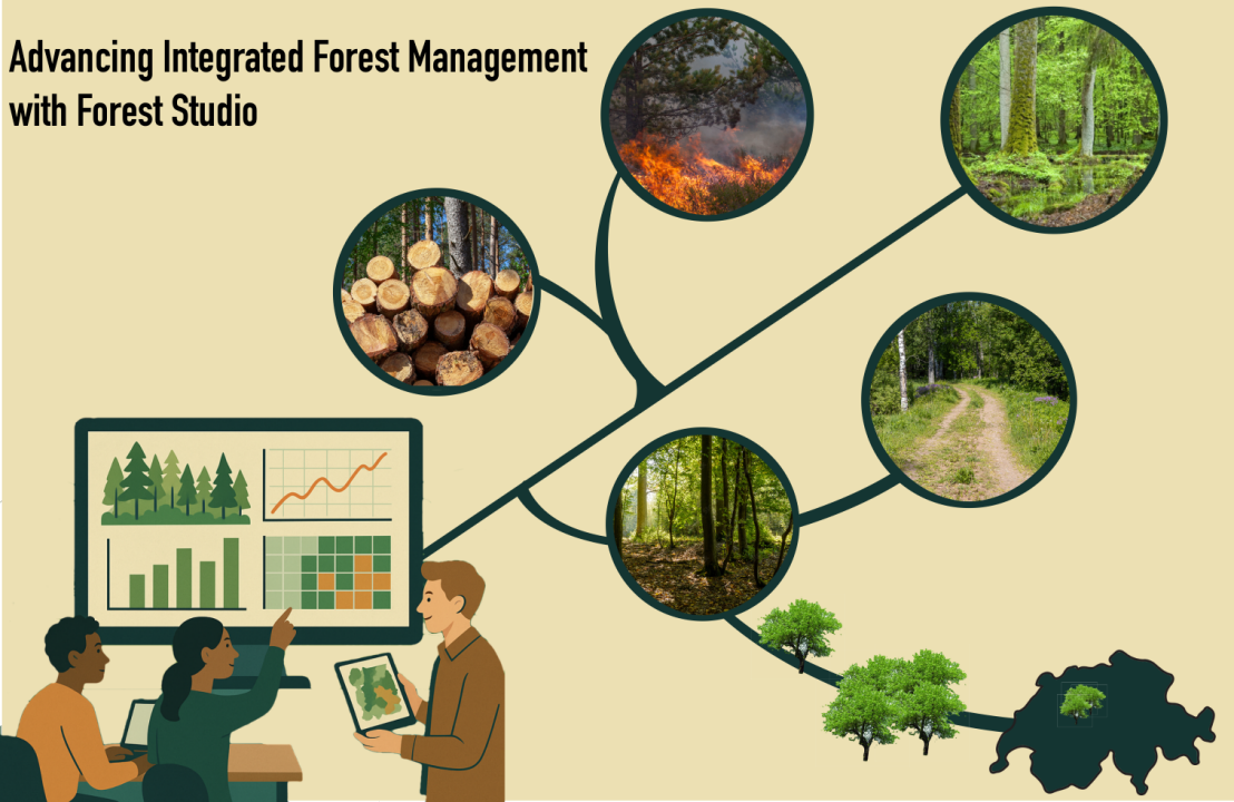 Enlarged view: Illustration of the project Advancing Integrated Forest Management with Forest Studio