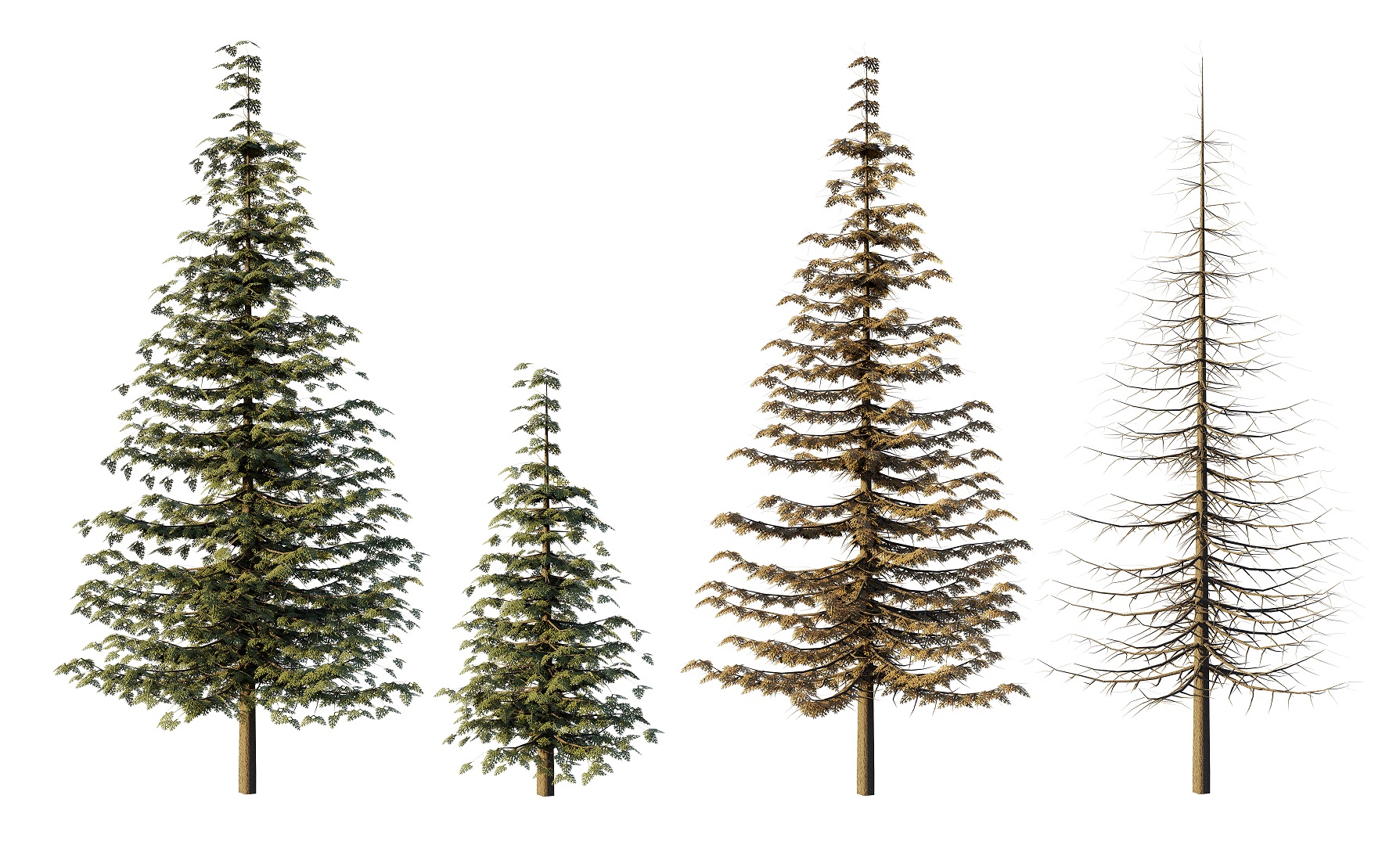 3d models of trees