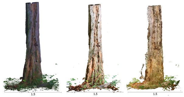 Tree point cloud generated by terrestrial laser scanner, close range photogrammetry, and spherical photogrammetry
