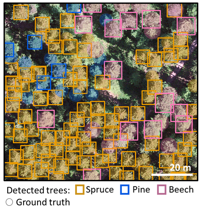 Illustration of computer detected tree species